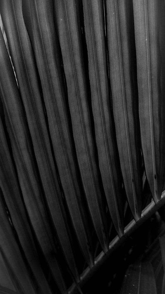 Symmetry in palm leaves