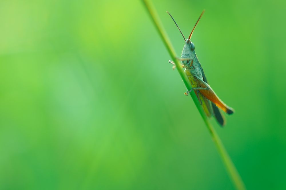 Beautiful world of small animals