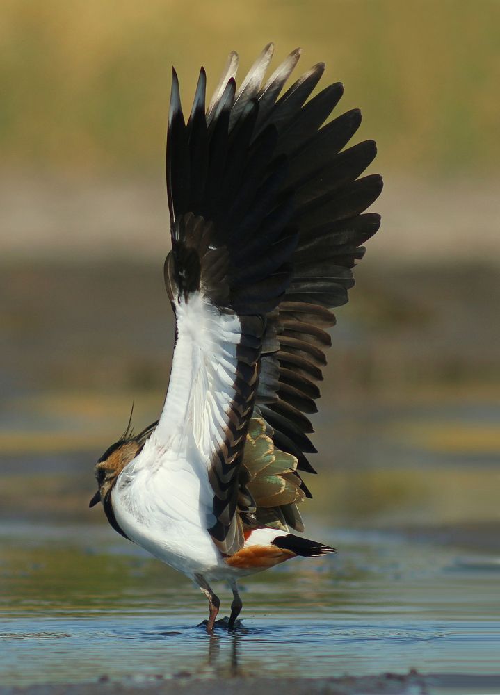 Потягушки. Чибис.