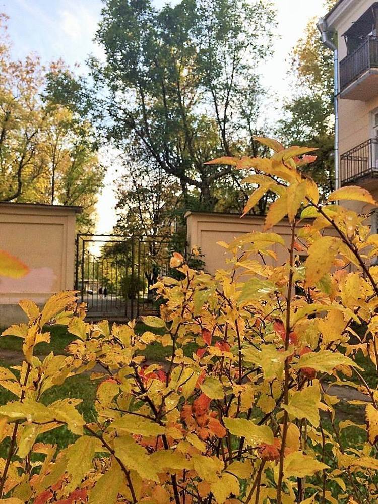 Позолоченный день в октябре.