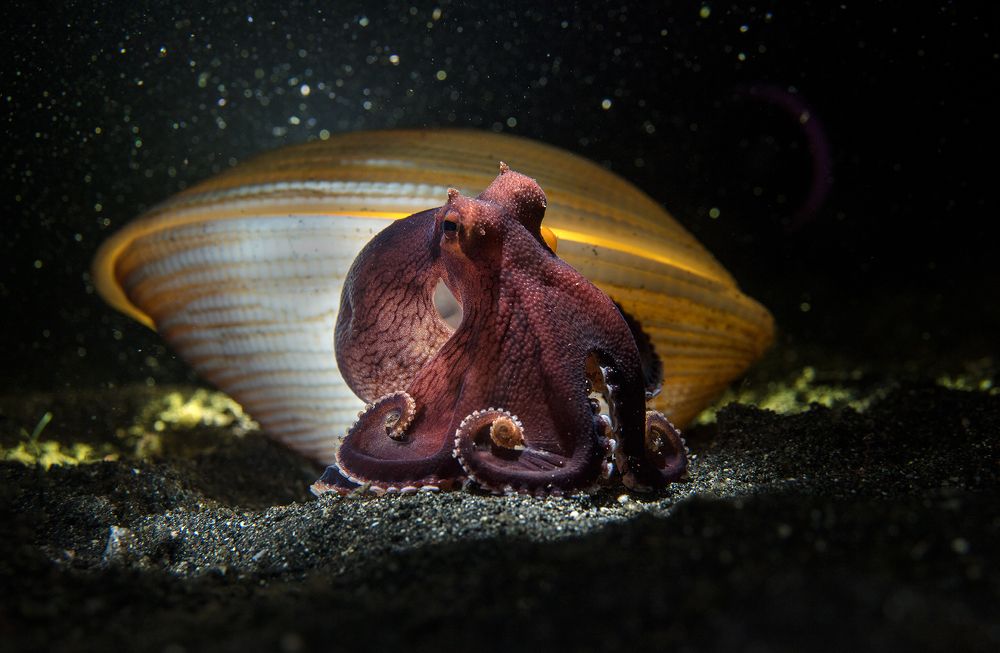 Летающая тарелка