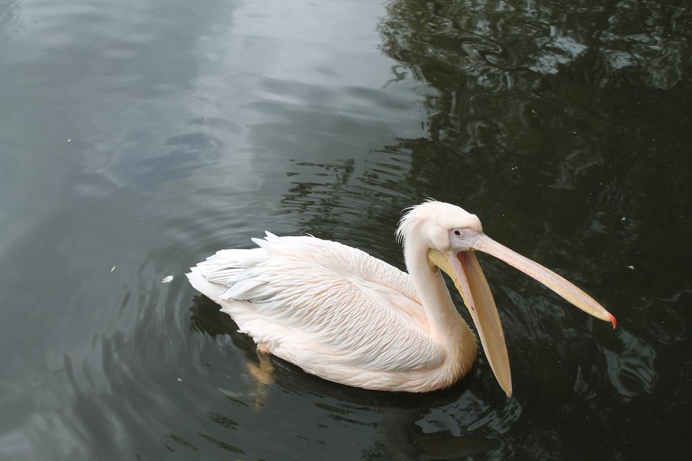 Photograph by Галина