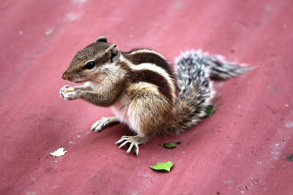 ID: Indian Palm Squirrel