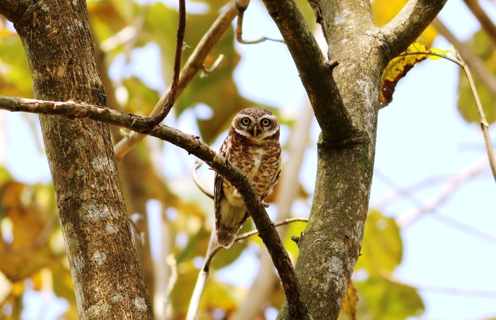 ID: The Spotted Owlet.