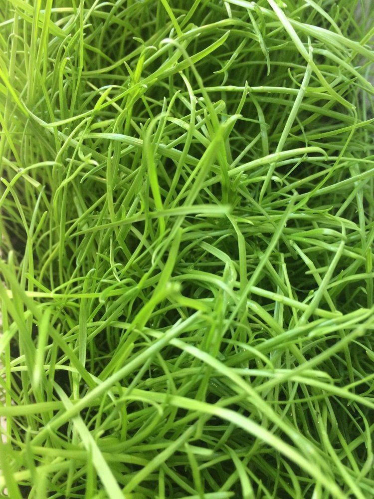 Домашний газон