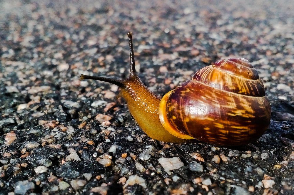 Snail