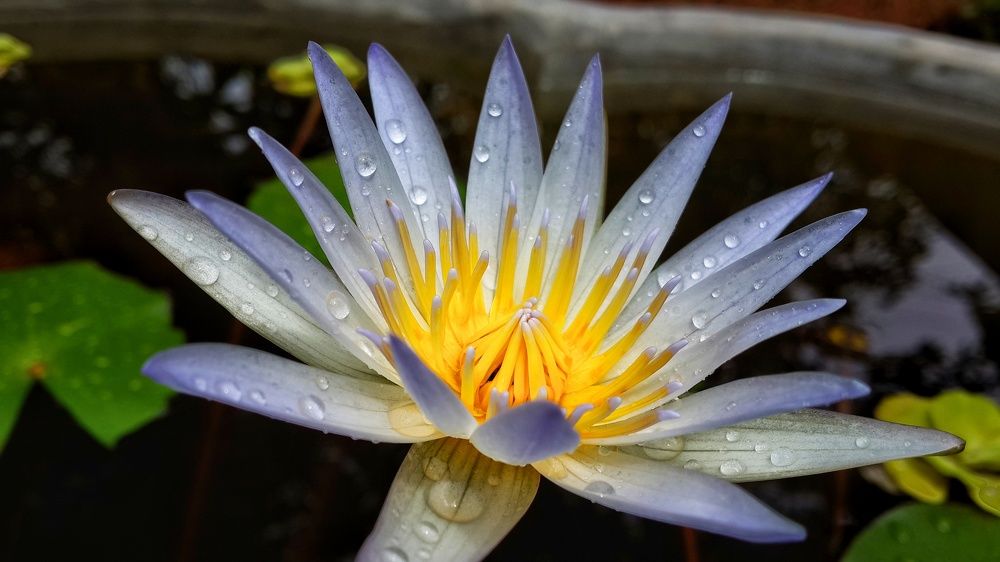 Water lily