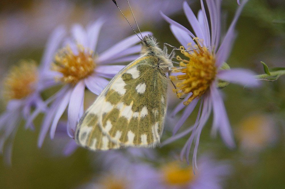 Бабочка на цветке