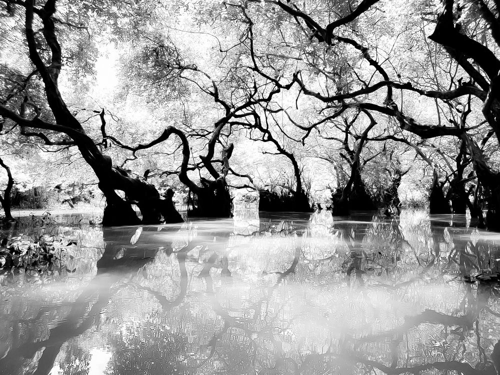 Trees on a waterforest