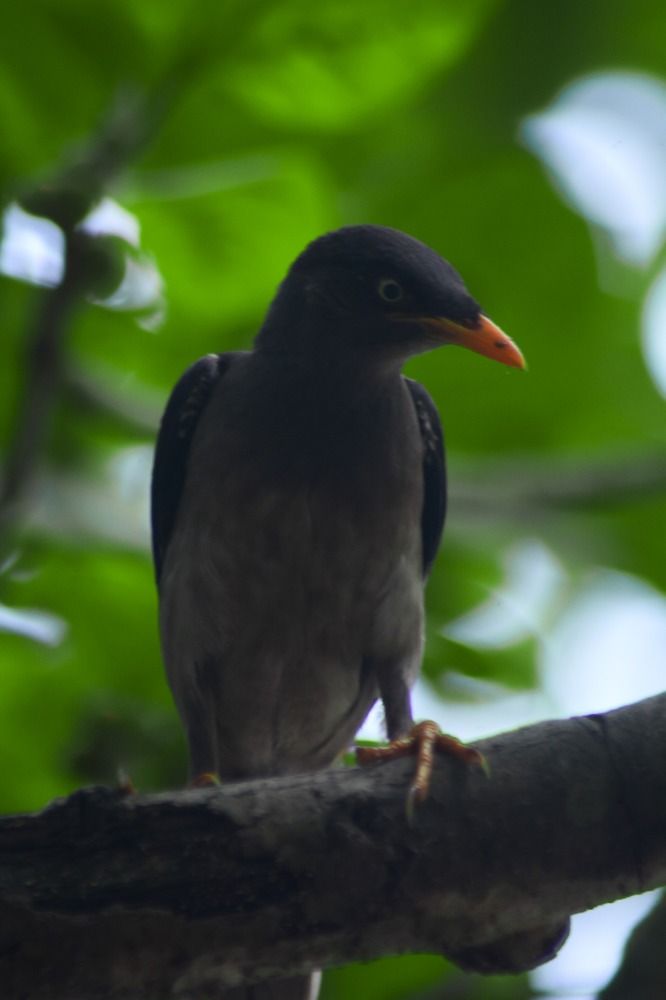 Bird Pho