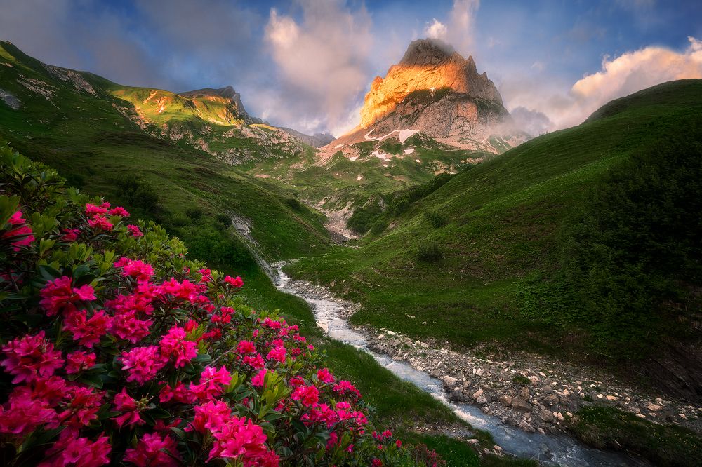 Alpenrose