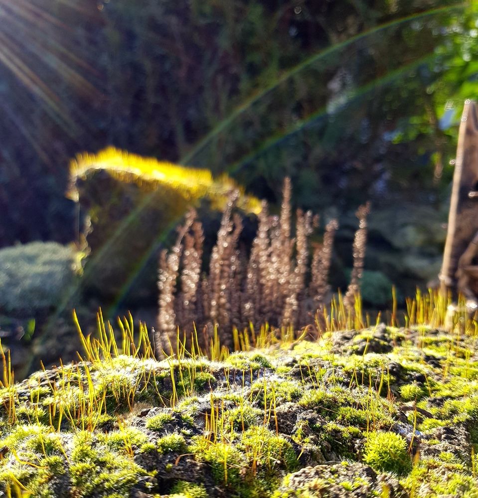 Весеннее настроение