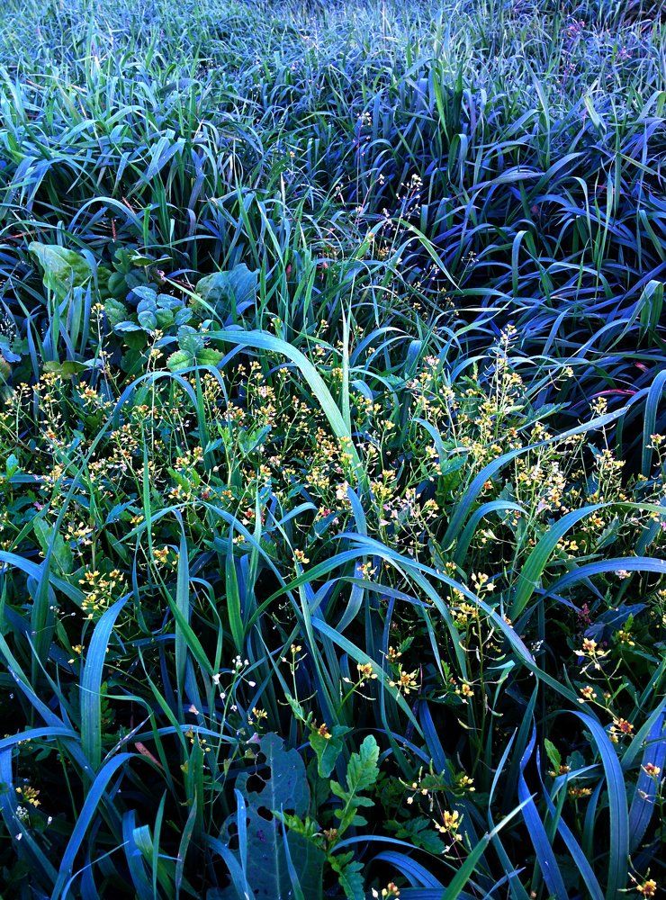 Синяя борода