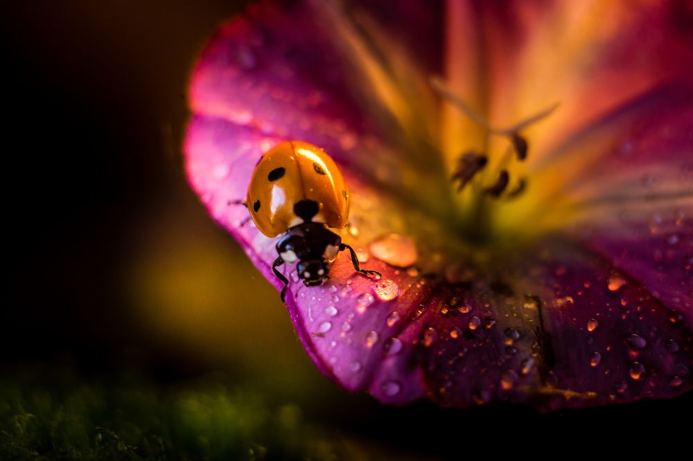 Photograph by Гилева Ольга