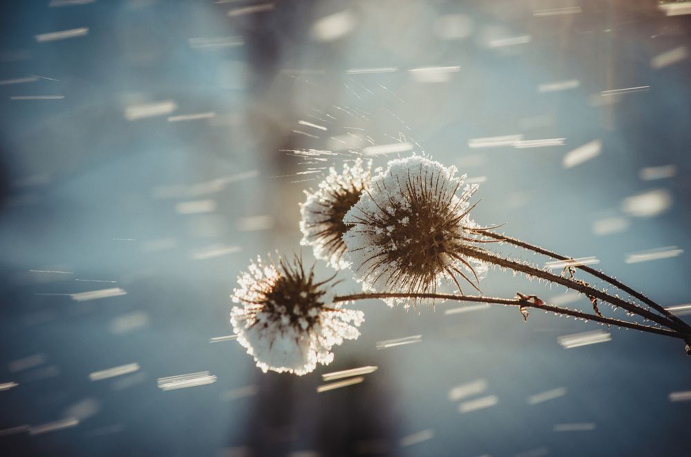 Первый снег