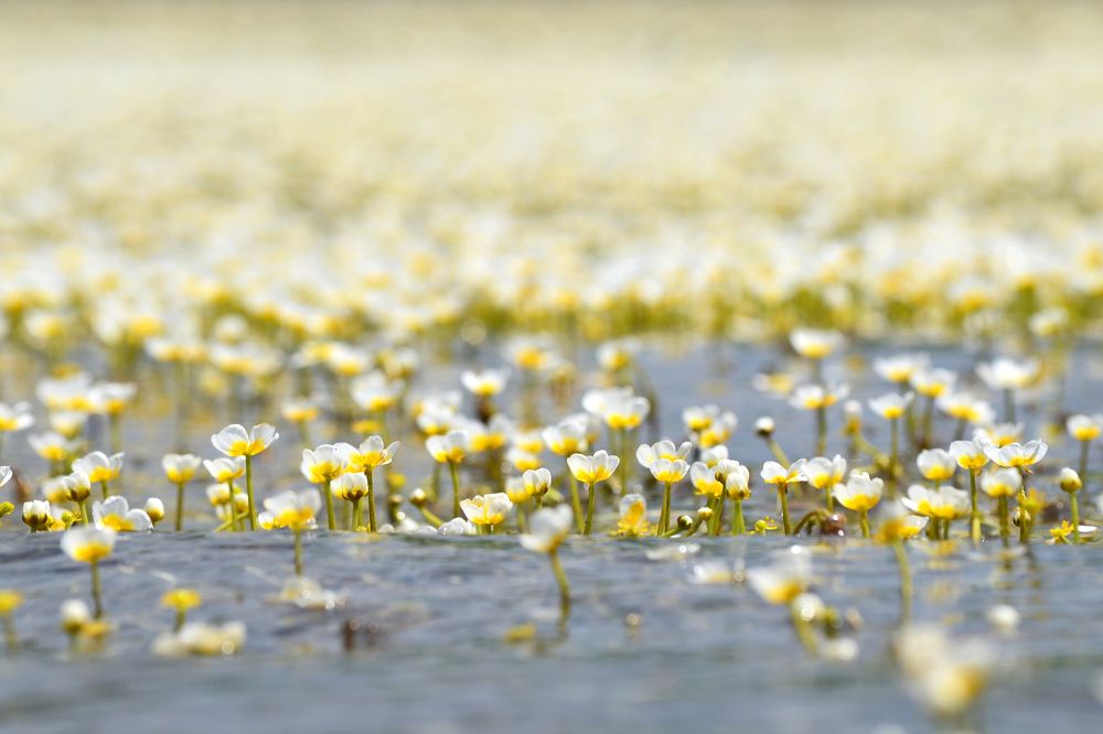 цветущее озеро