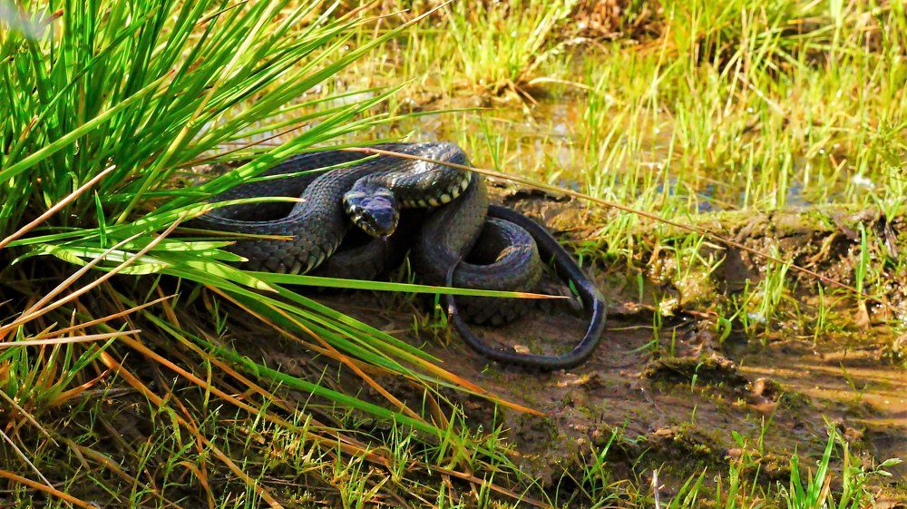 на солнышке...