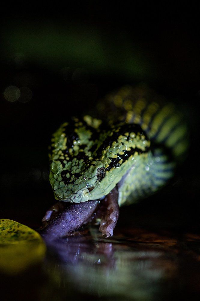 Survival of the fittest