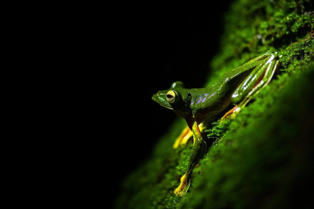 Malabar Gliding Frog
