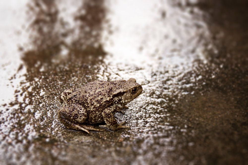 Мастер маскировки