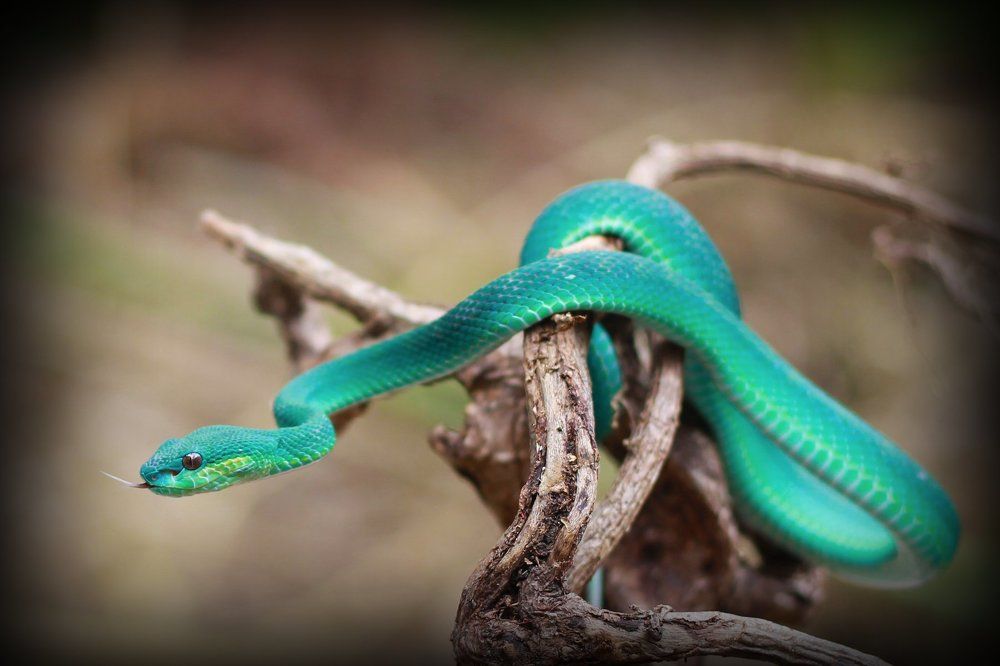 Blue Viper