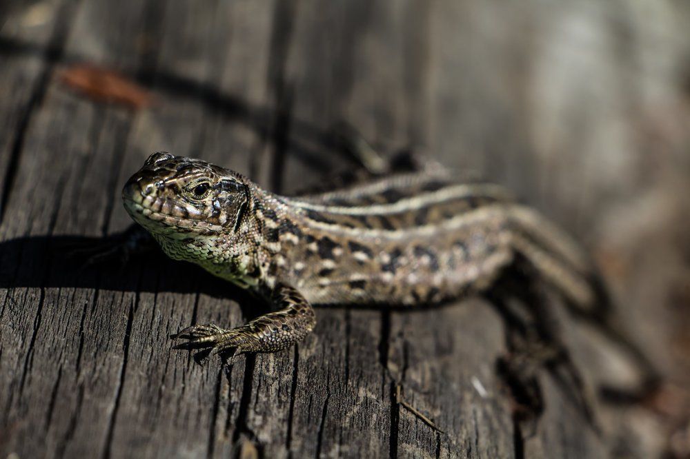 Photograph by Антон Кривошейцев