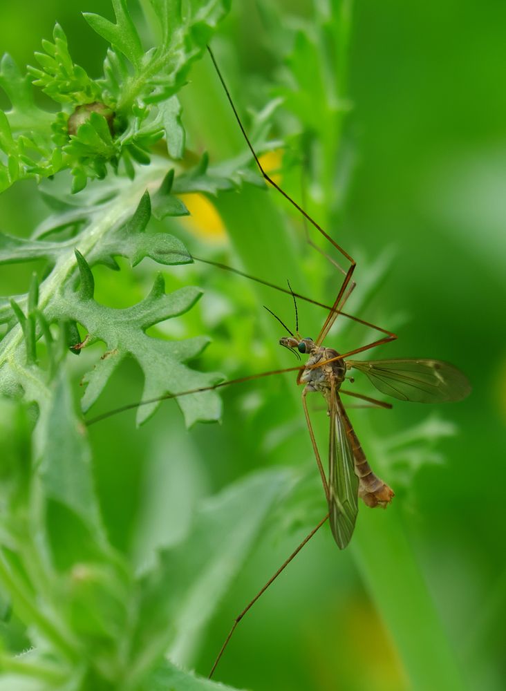 Зелёные глаза