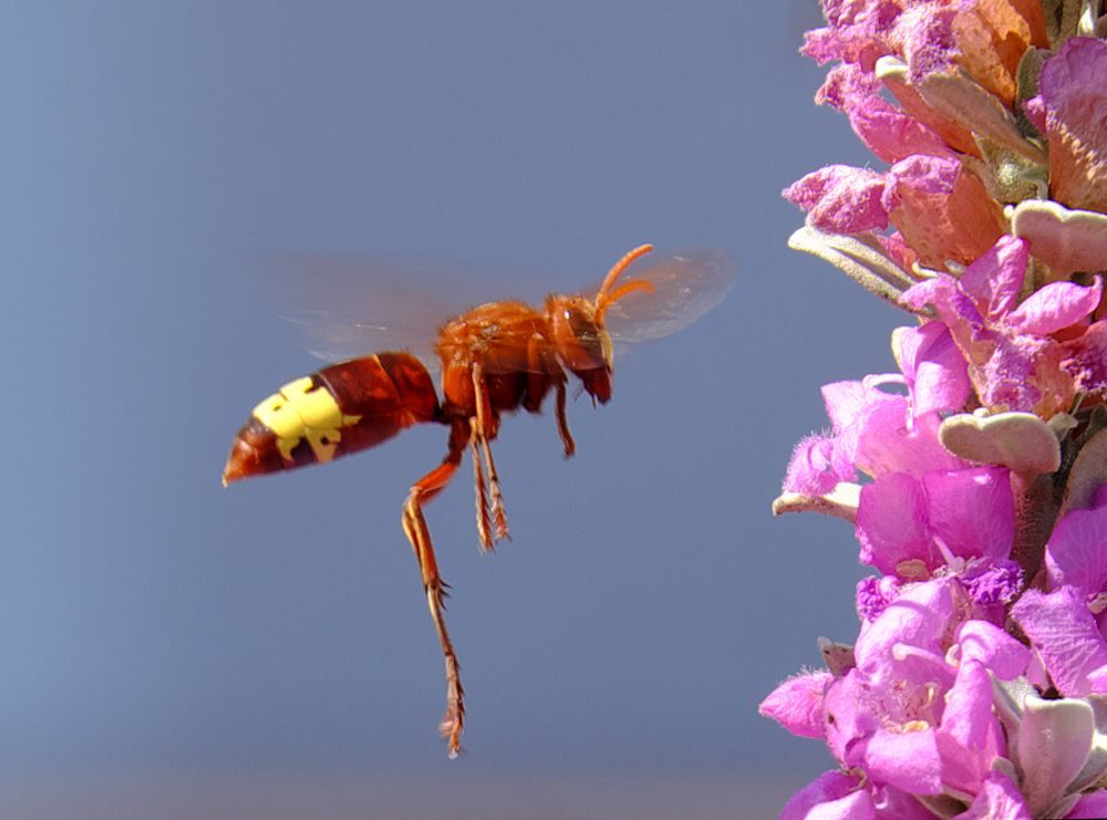 Лечу к цветку