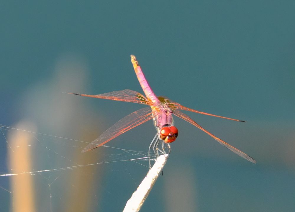 Стрекоза и паутинка