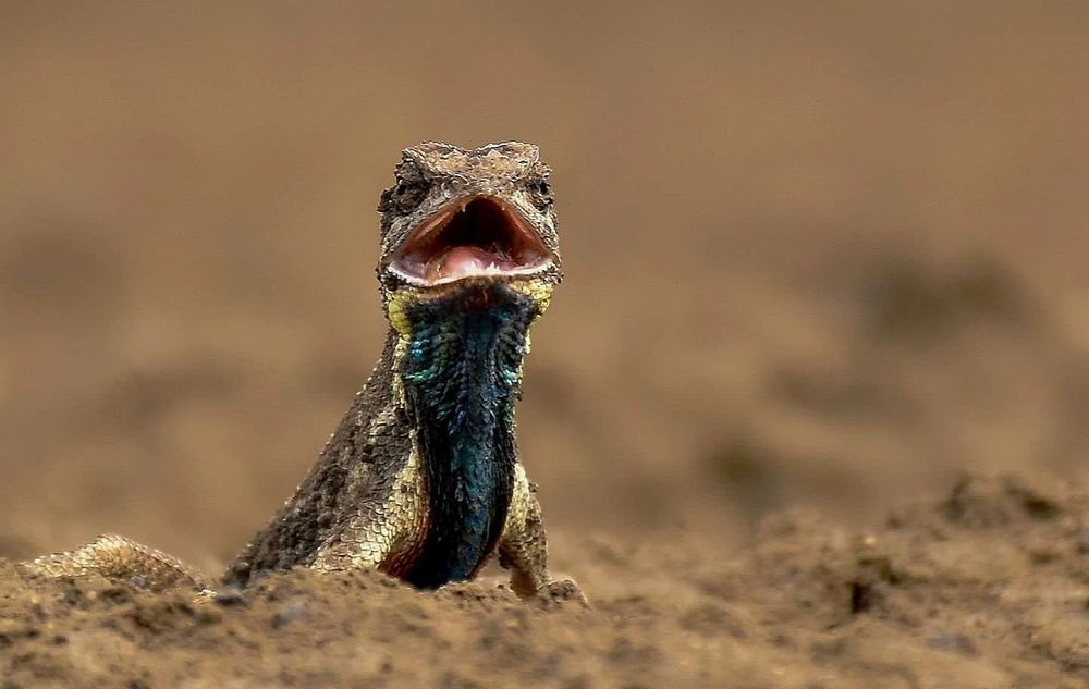 Fan throated Lizard