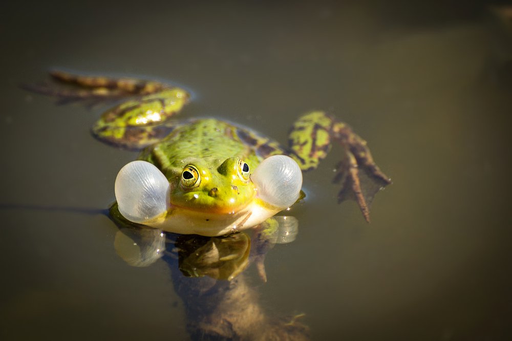 Я вам спою...