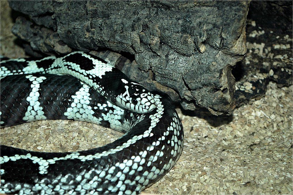 Photograph by Bocse Angela - Codrina