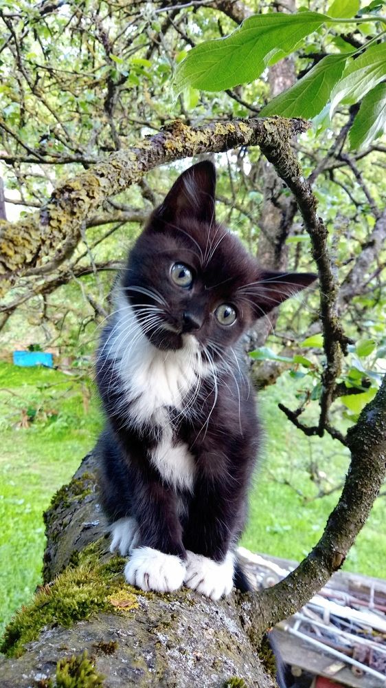 Кот на дерево залез, но обратно слезть не смог.