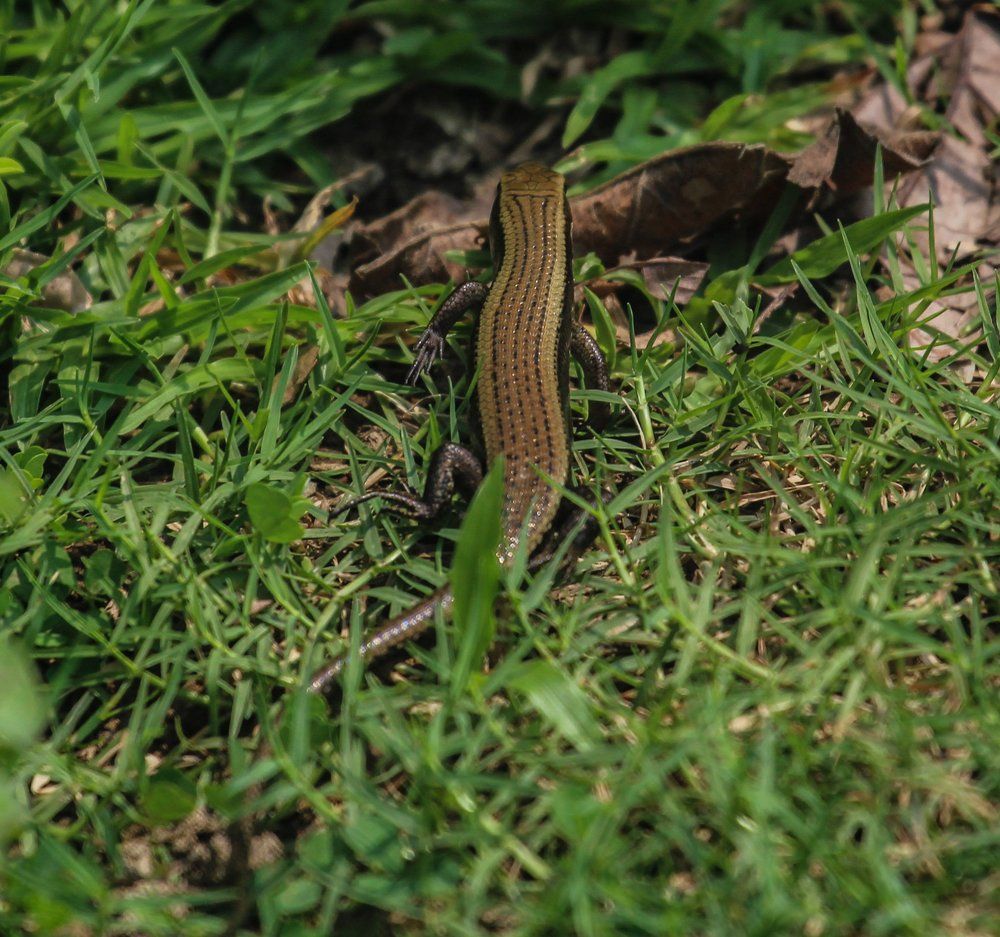 Striped grass skink