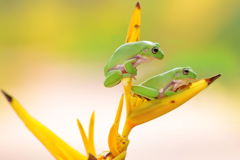 two frog