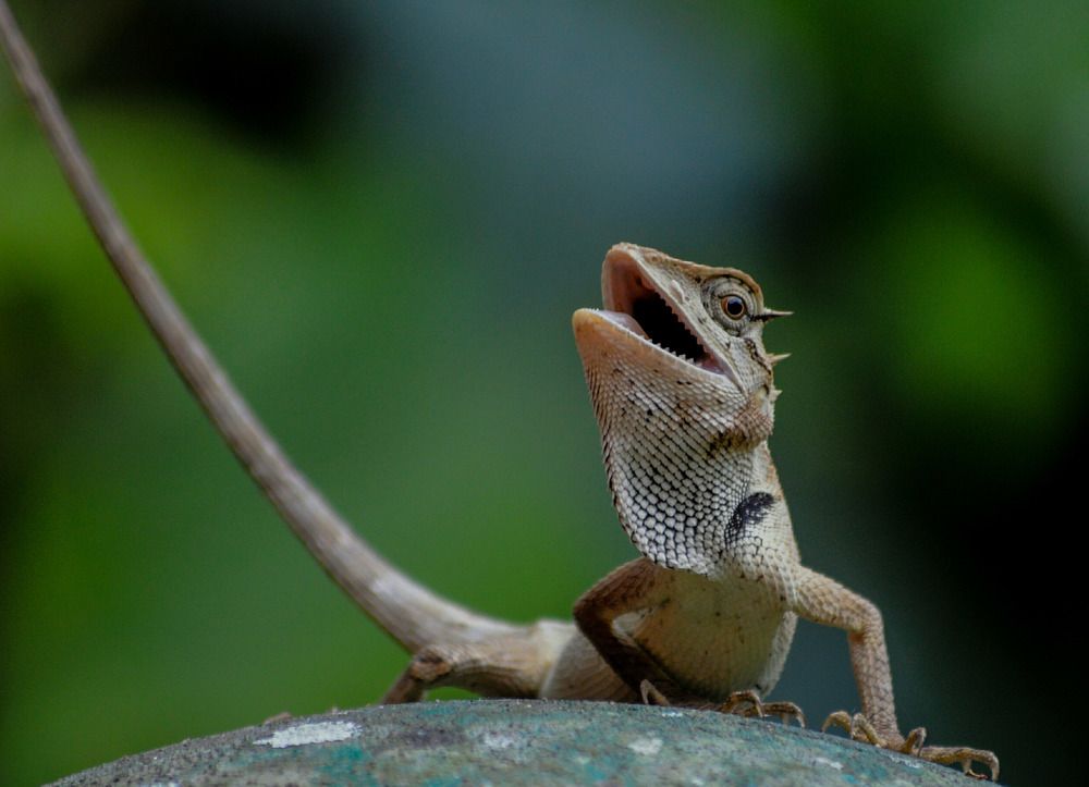 Emma Gray's forest lizard