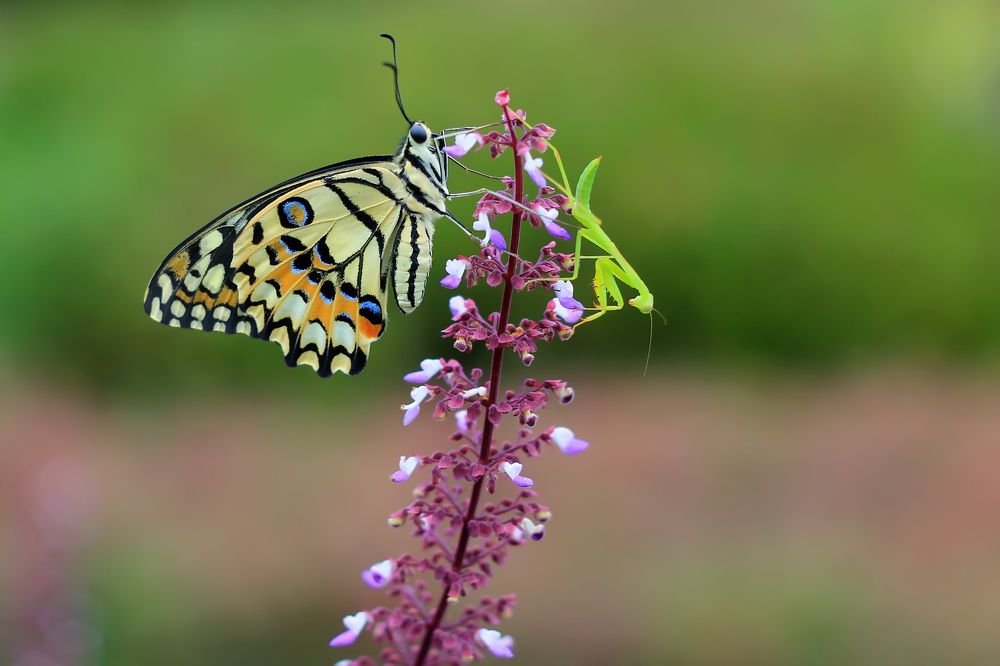 butterfly vs mantis