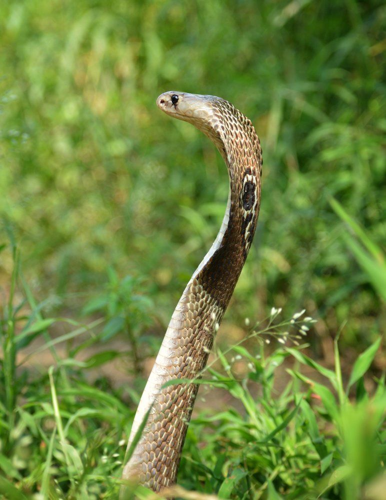 Indian Cobra