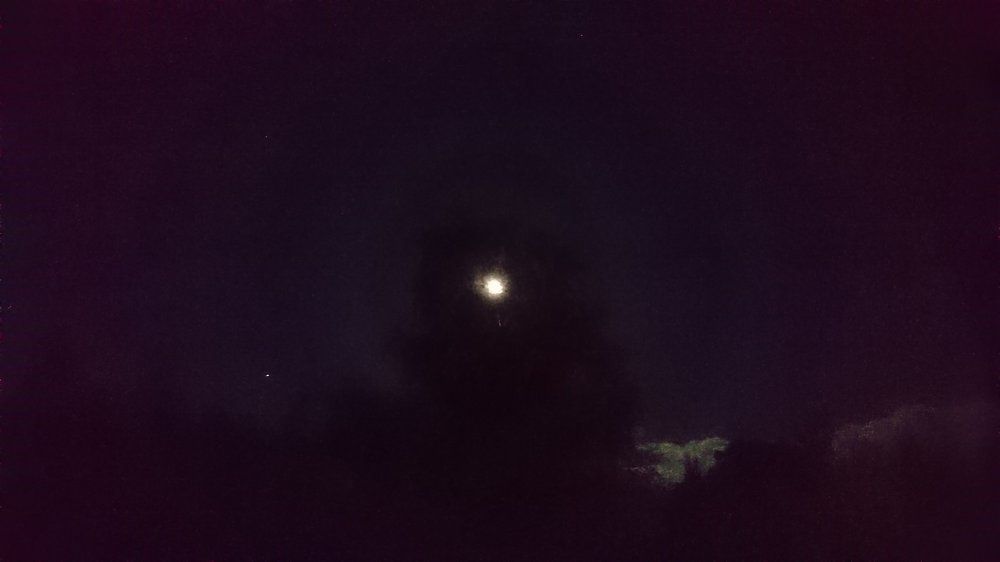 Луна сквозь березу