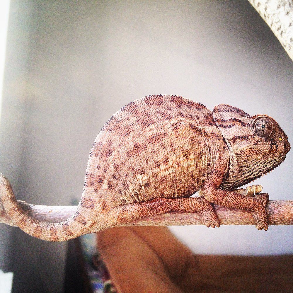 Glasha