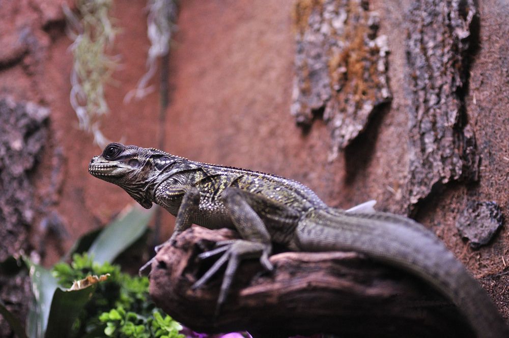 Рептилия из Воронежа