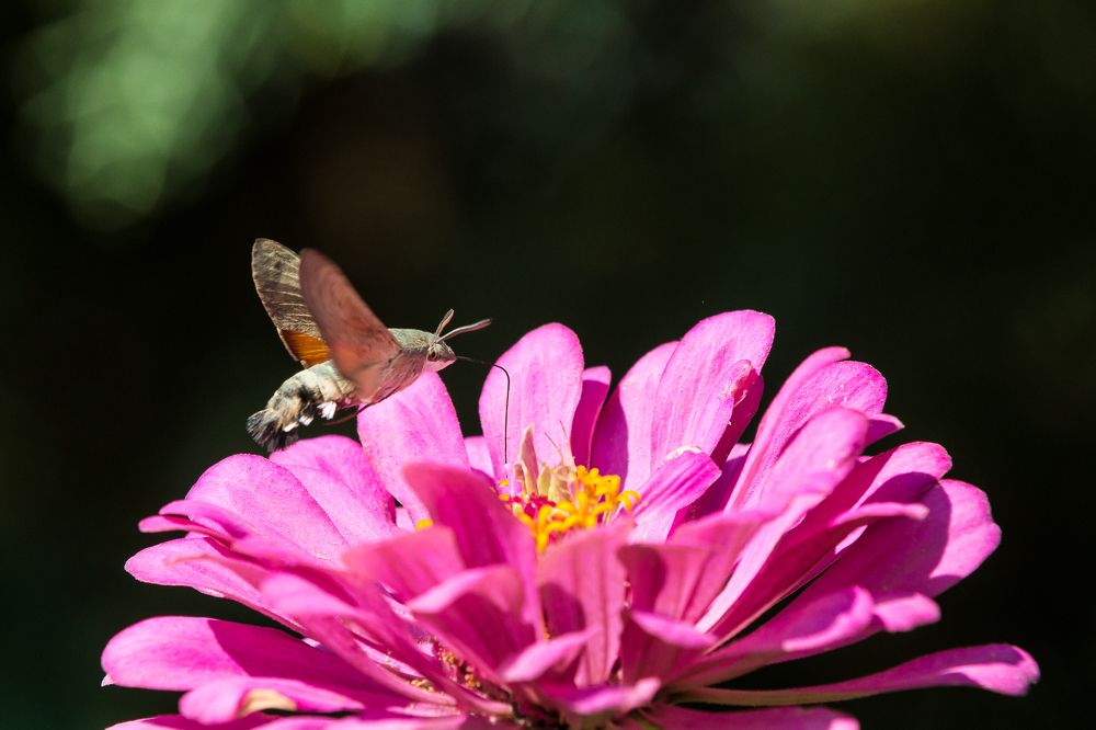 Photograph by Роман Дергунов