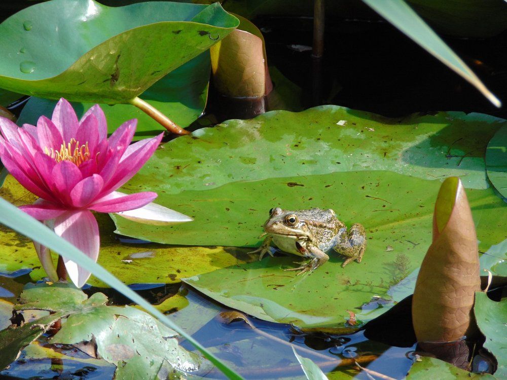 царевна лягушка