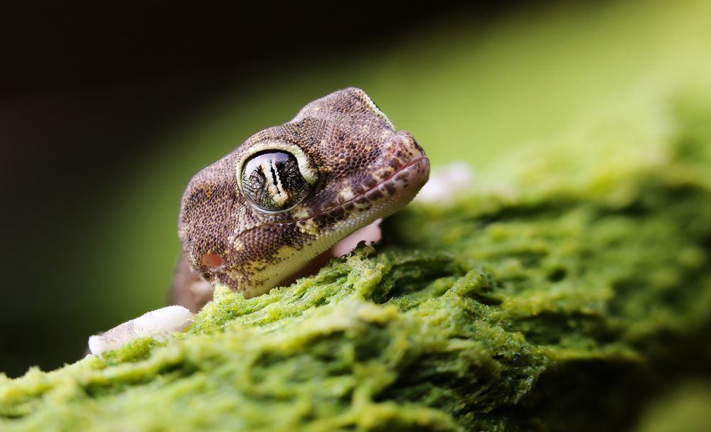 Stenodactylus slevini