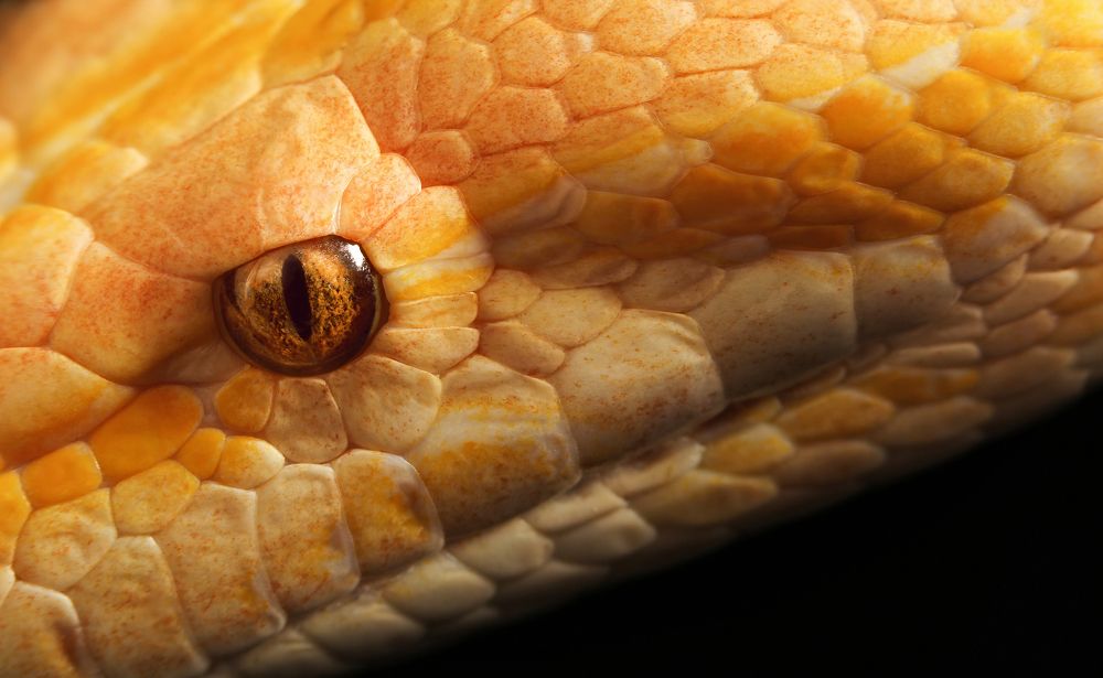 Yellow Snake's Eye