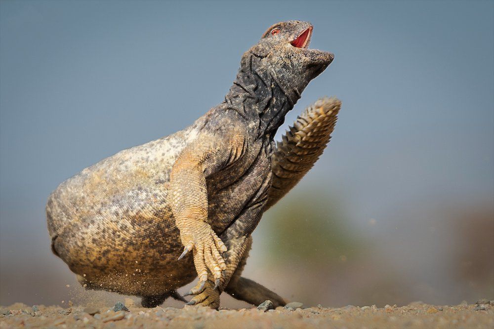 Dabb lizard