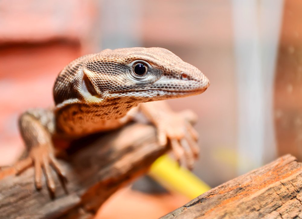 Любопытный