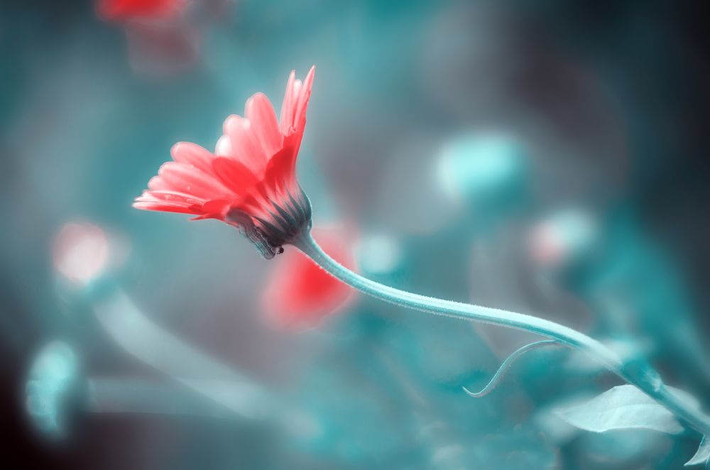 Желейная календула