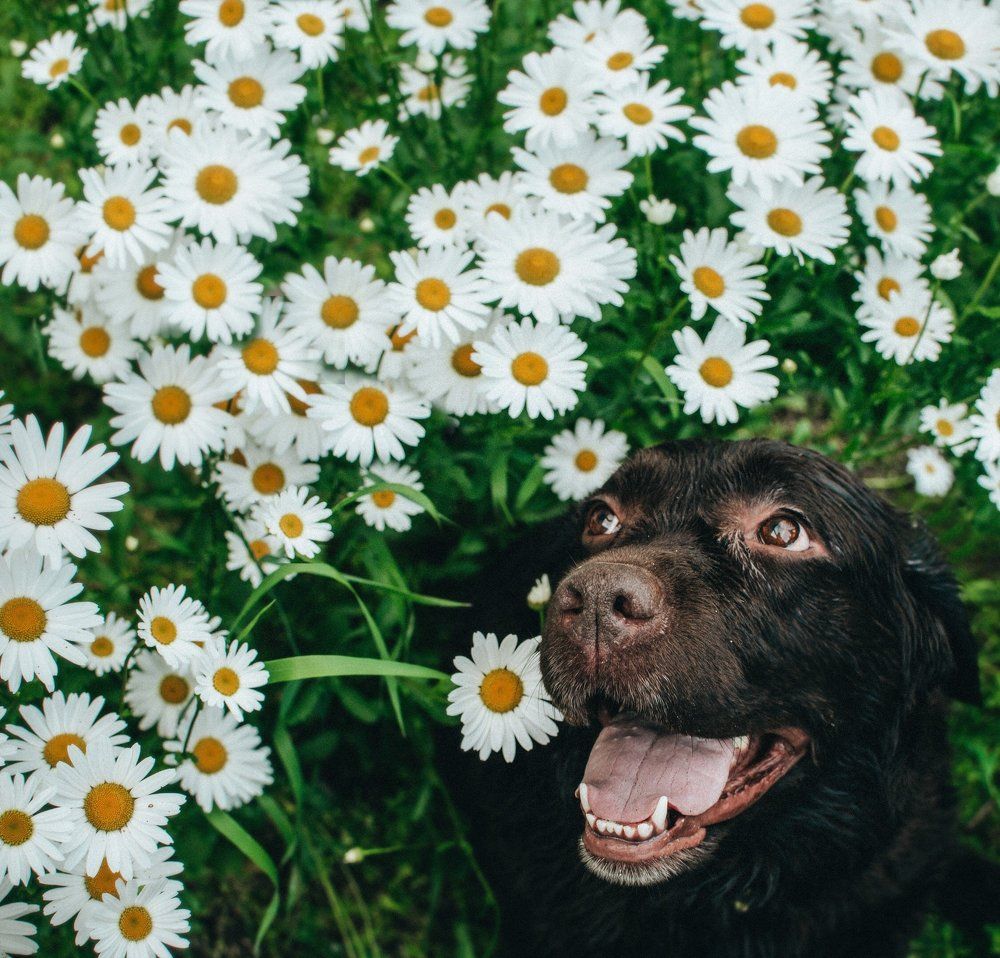Улыбка собаки