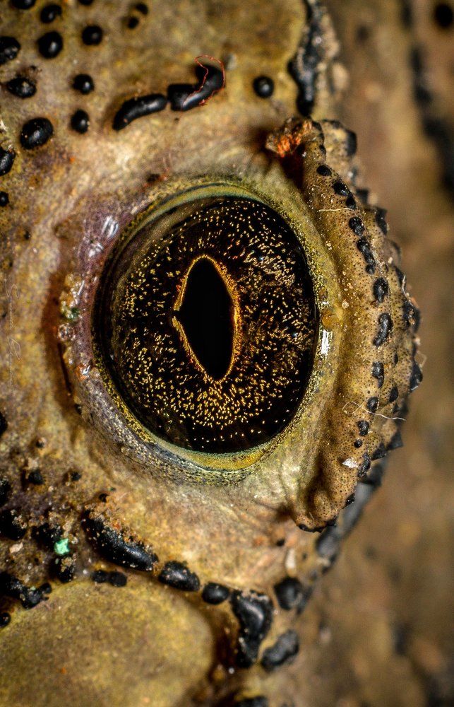 frogs eye